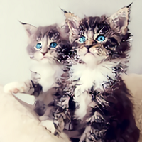 kittens wallpapers app(小猫壁纸) v1.0 安卓版